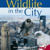 PM Plus Ruby Wildlife in the City Lvl 28
