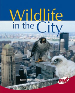 PM Plus Ruby Wildlife in the City Lvl 28