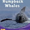 PM Writing Ruby Humpback Whales Lvl 27-28: Humpback Whales (6-pack)