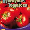 PM Writing Purple/Gold Hydroponic Tomatoes Lvl 19-25: Hydroponic Tomatoes (6-pack)