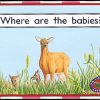 PM Library Magenta Where are the Babies' Lvl 2: PM Library: Magenta