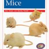 PM Library Orange Mice Lvl 16