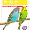 PM Library Orange Budgies Lvl 16: PM Library: Orange