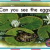PM Library Magenta Can You See the Eggs? Lvl 2: PM Library: Magenta