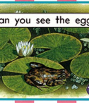 PM Library Magenta Can You See the Eggs? Lvl 2: PM Library: Magenta