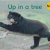 New! PM Library Magenta Level 2 Up in a tree 6-pack